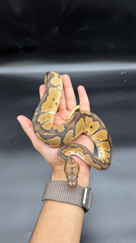 بول بايثون -fire Ghl butter clown