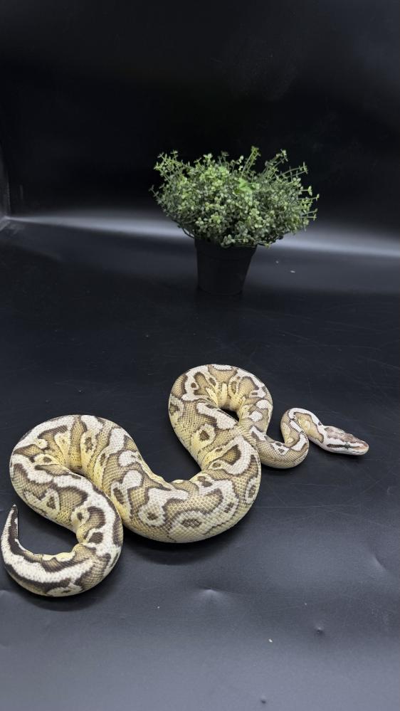 بول بايثون -Pastel Yellow Belly Redstripe het Clown