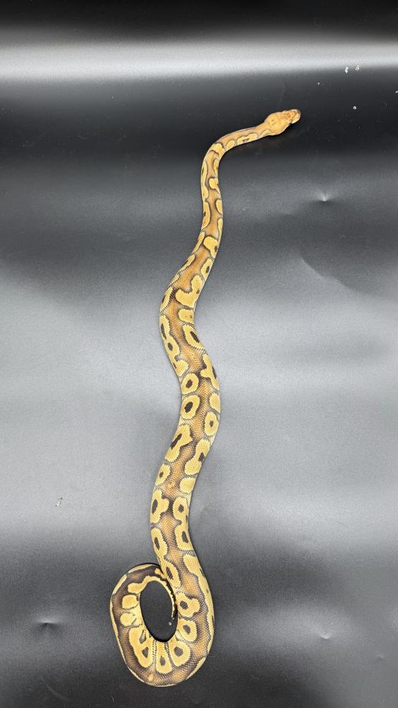 بول بايثون -clown poss Desert Genetic Stripe