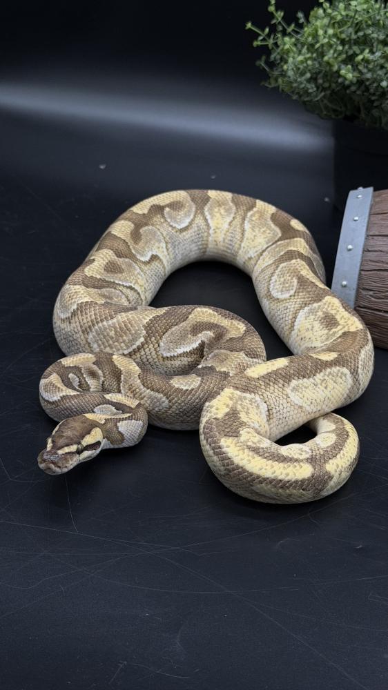 بول بايثون - Enchi Mojave poss Redstripe  het Clown