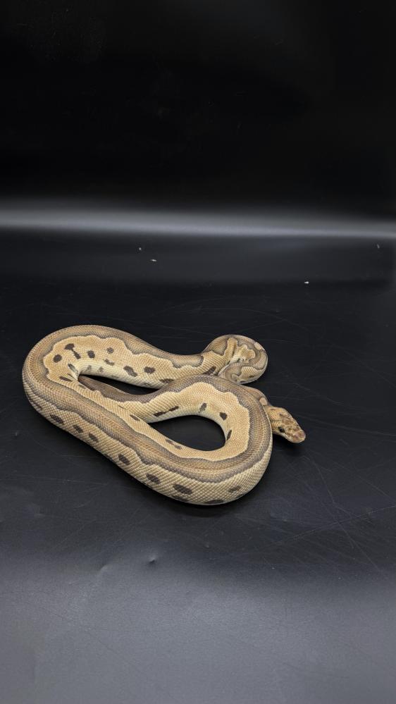 بول بايثون - Leopard Vanilla Clown
