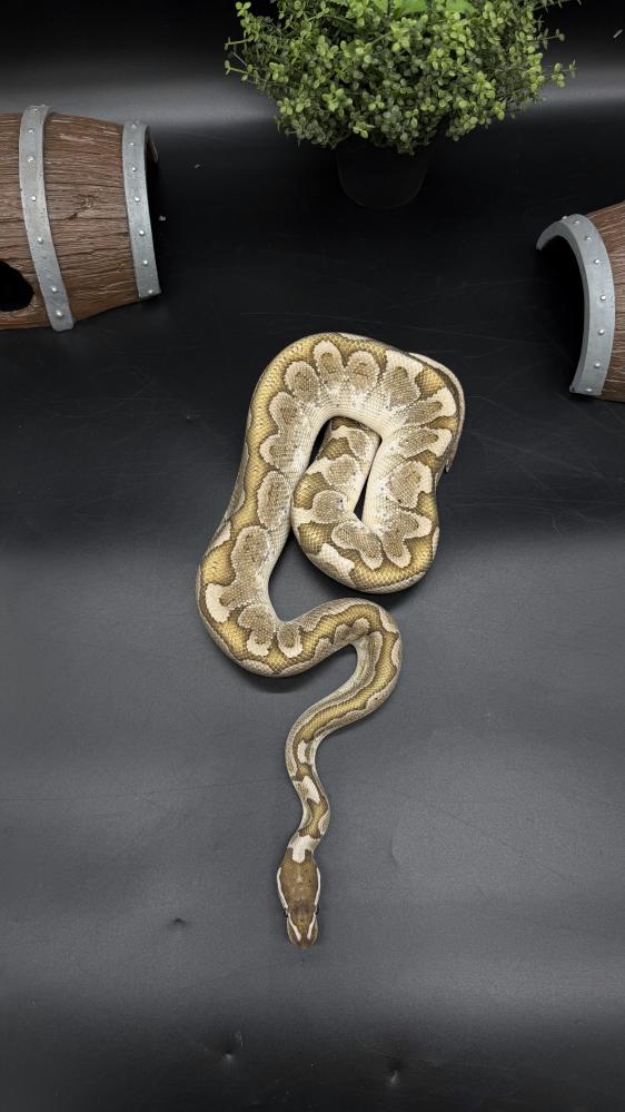 بول بايثون - Bamboo het Genetic Stripe Clown