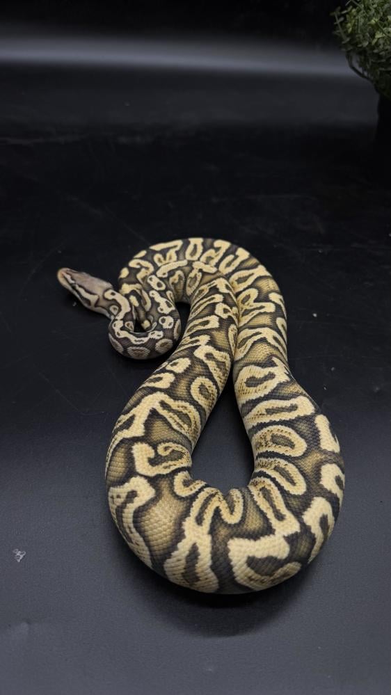 بول بايثون -Pastel Hypo GHI het Clown