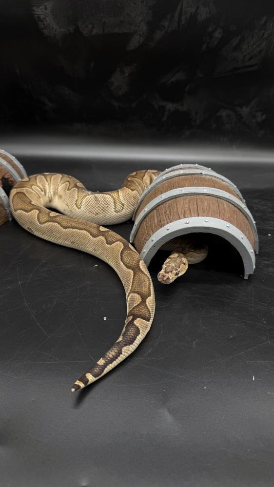 بول بايثون -GHI Enchi Clown