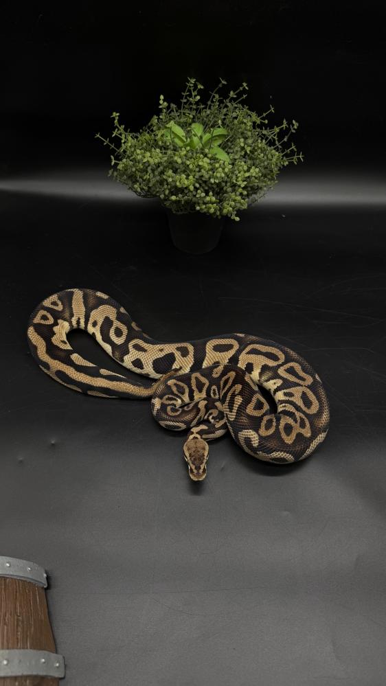 بول بايثون - Leopard Vanilla het Clown