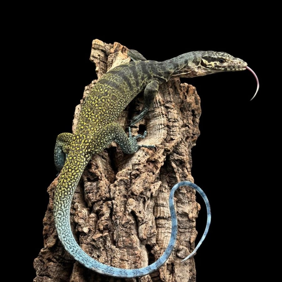 ورل اليونوي ثلاثي الألوان -  Tricolor Monitor (Varanus yuwonoi)