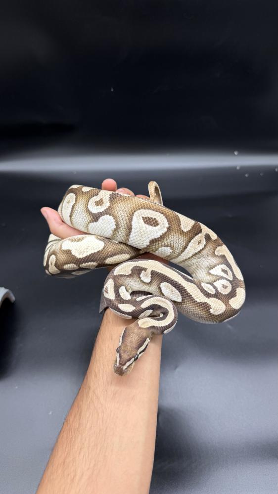 بول بايثون -Spotnose Lesser Het Hypo Clown