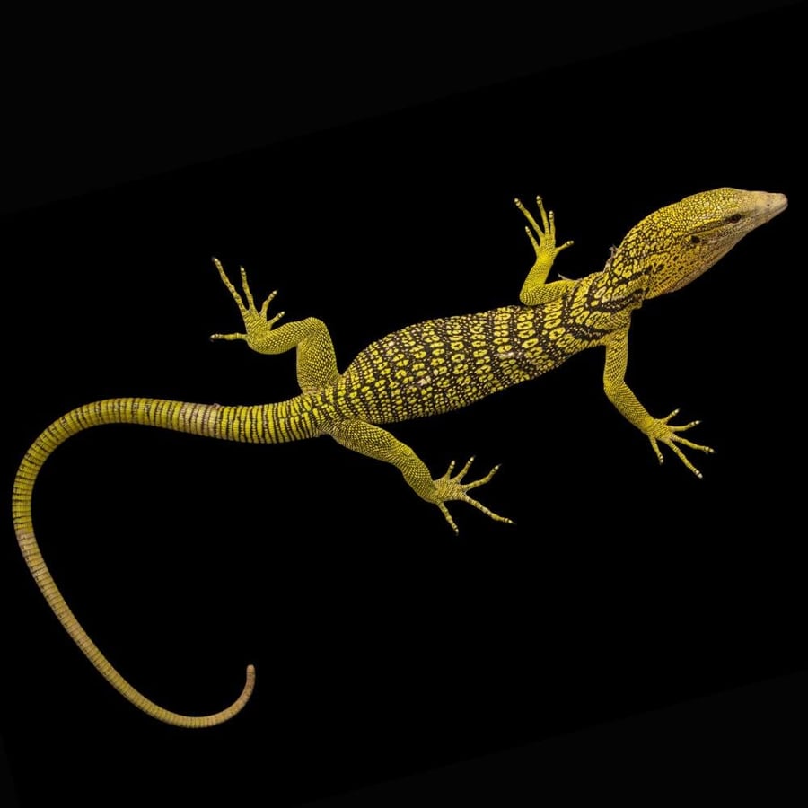 ورل الشجر الأصفر - yellow tree monitor