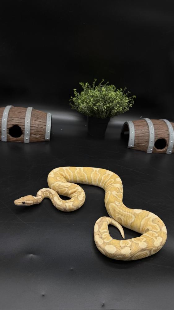 بول بايثون -GHI Banana het Clown