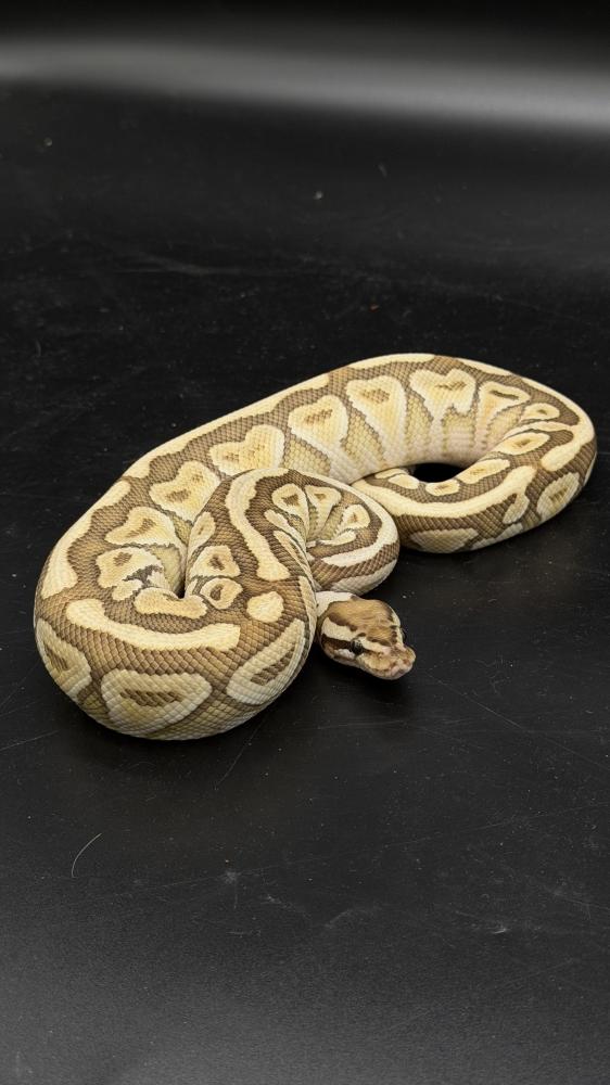 بول بايثون -Lesser Spotnose het hypo Clown