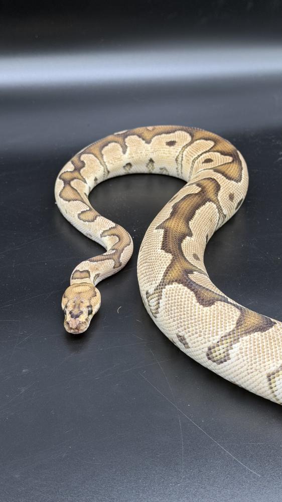 بول بايثون -Orange Dream Fire Clown poss Yellow Belly