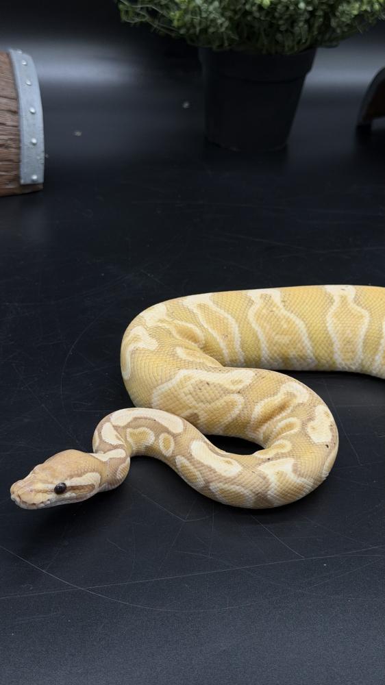 بول بايثون -GHI Banana het Clown