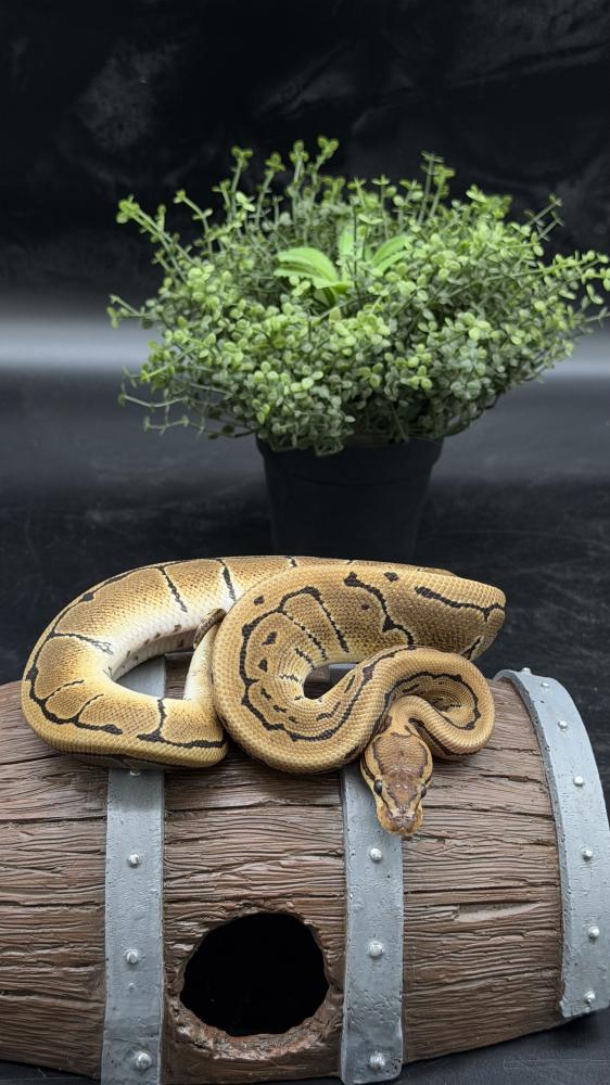 بول بايثون -Pinstripe het Ultramel Clown