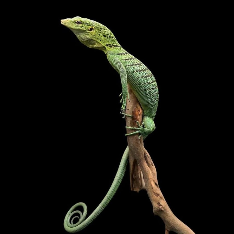 ورل الشجر الأخضر - green tree monitor