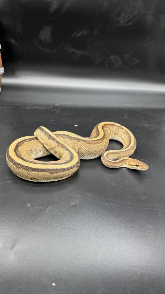 بول بايثون -GENETIC STRIPE POSS HET DESERT GHOST CLOWN