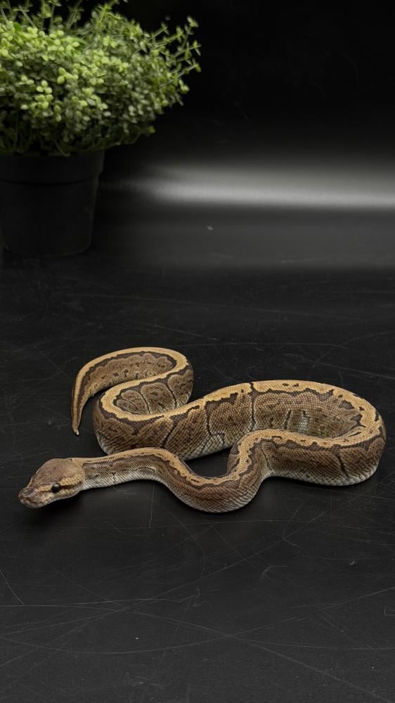 بول بايثون -GHI Pinstripe het Albino Pied