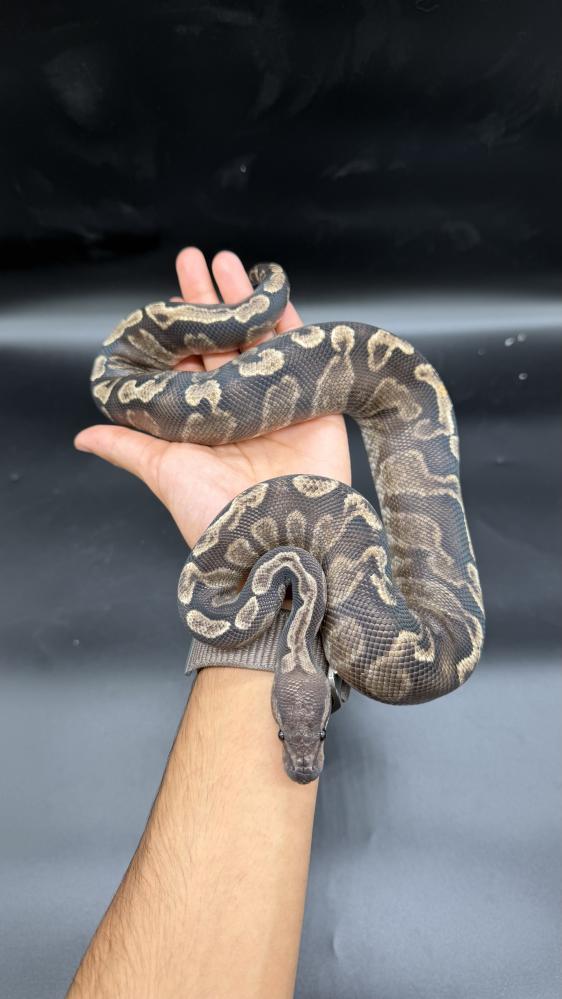 بول بايثون -super GHI vanilla het clown