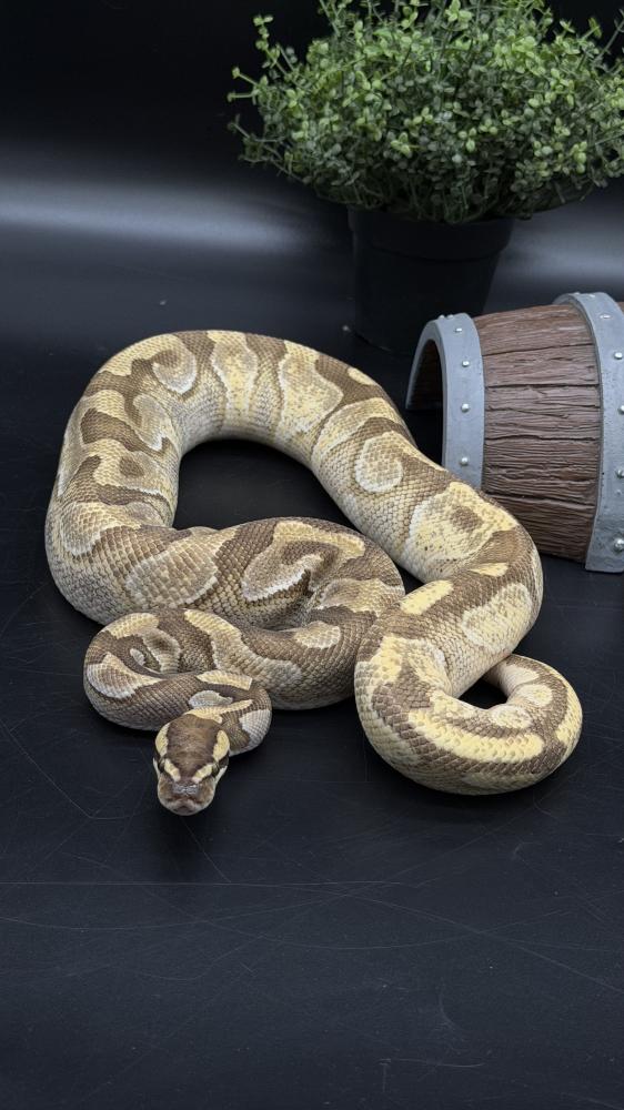 بول بايثون - Enchi Mojave poss Redstripe  het Clown