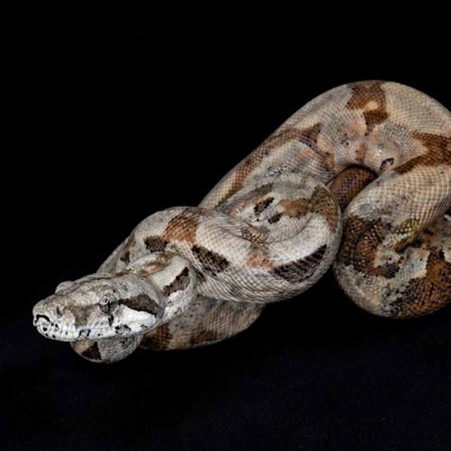 هايبو بوا حجم S - Hypo Poa constrictor