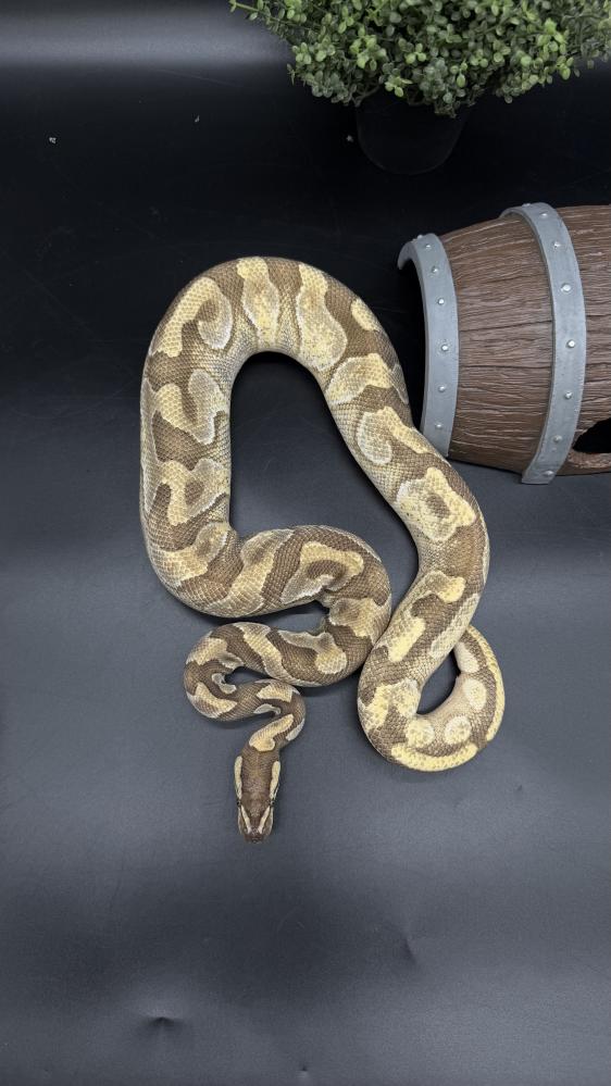 بول بايثون - Enchi Mojave poss Redstripe  het Clown