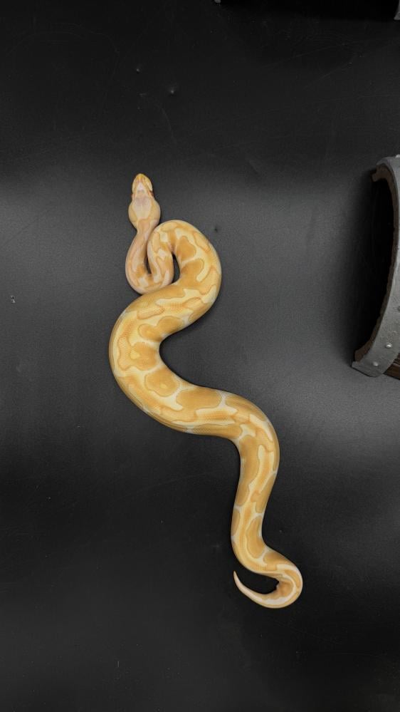 بول بايثون -Enchi Albino poss het Clown