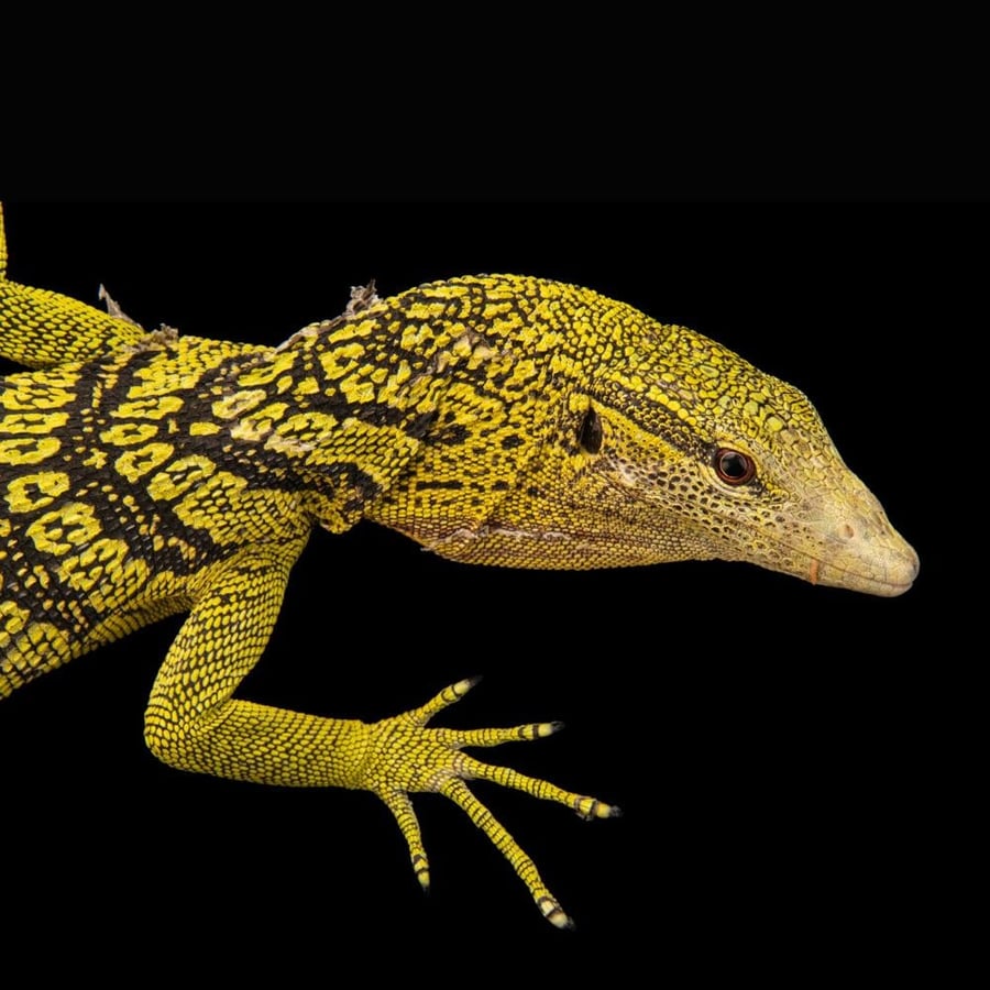 ورل الشجر الأصفر - yellow tree monitor