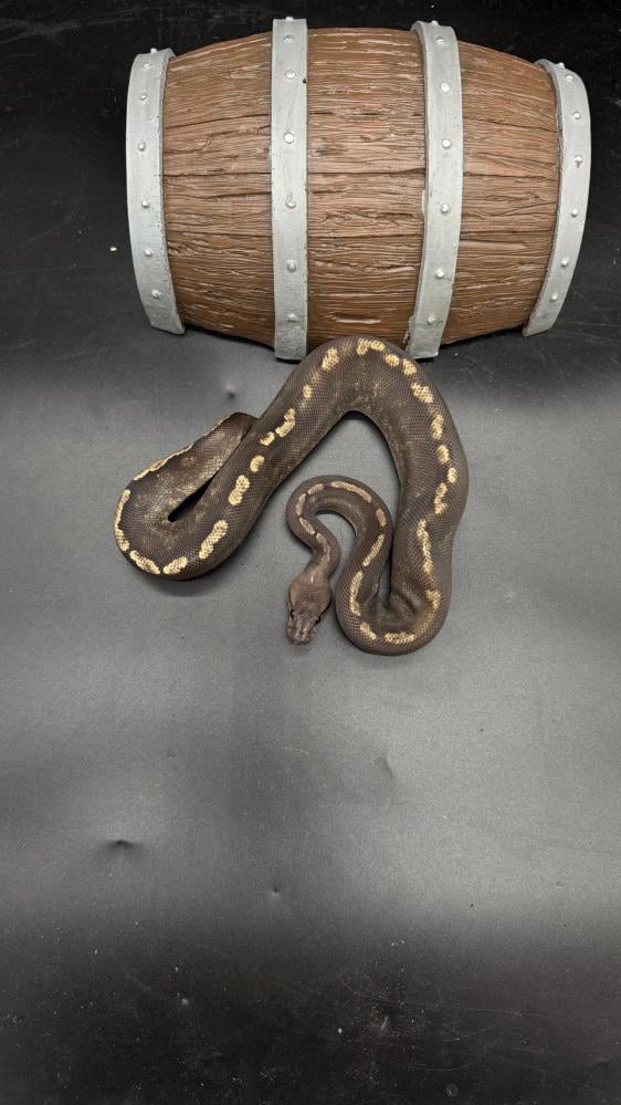 بول بايثون -Super GHI Mojave het Clown possible Black Head