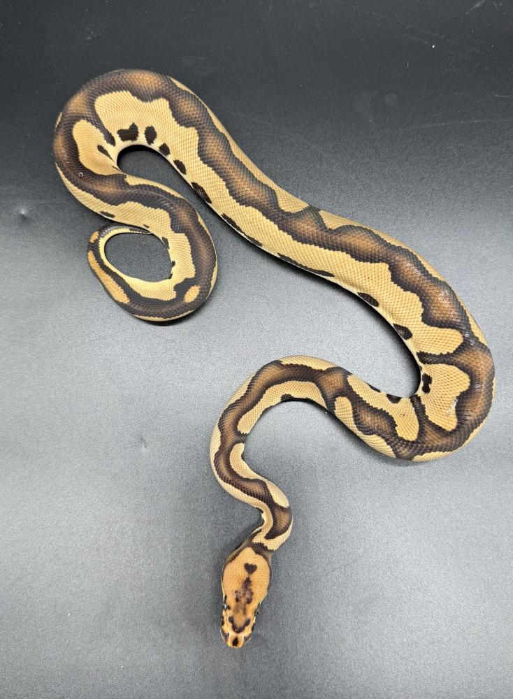 بول بايثون -clown poss het genetic stripe desert ghost