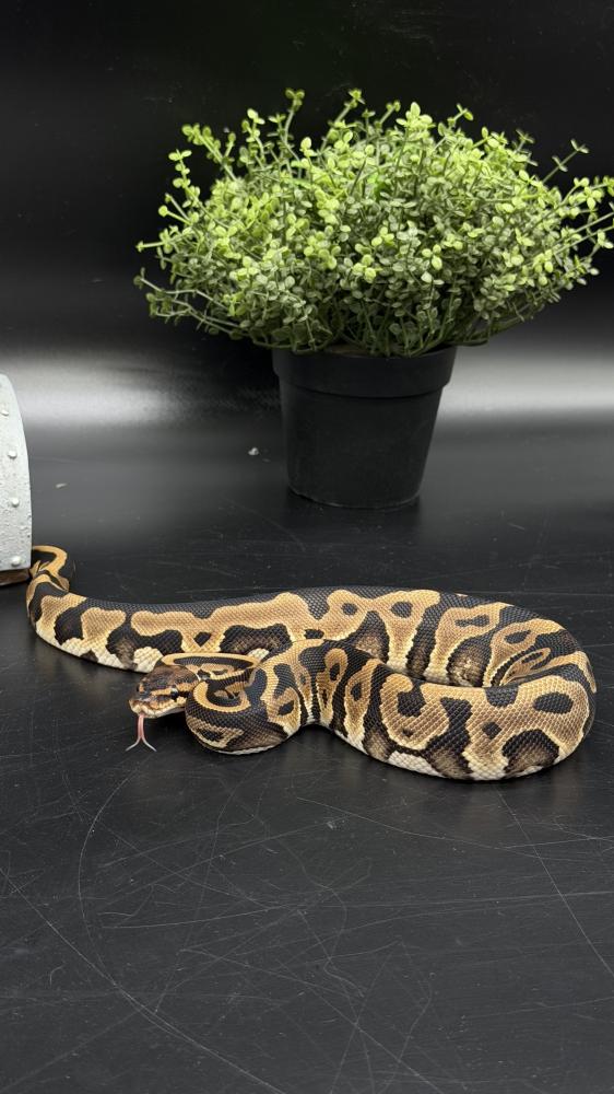 بول بايثون -Leopard het Clown