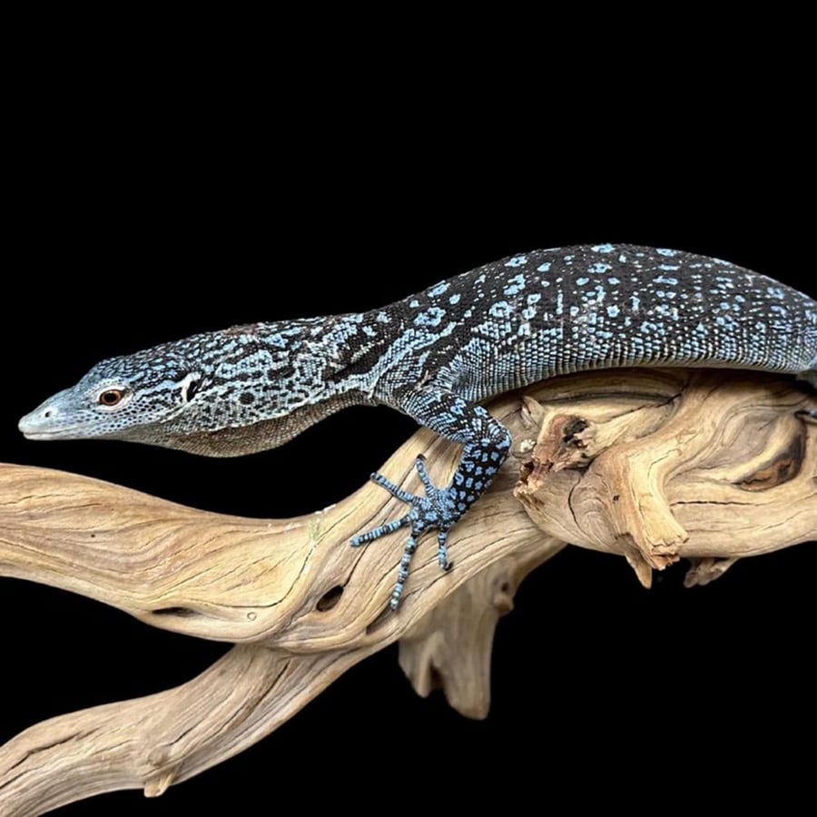 ورل الشجر الأزرق - Blue tree monitor
