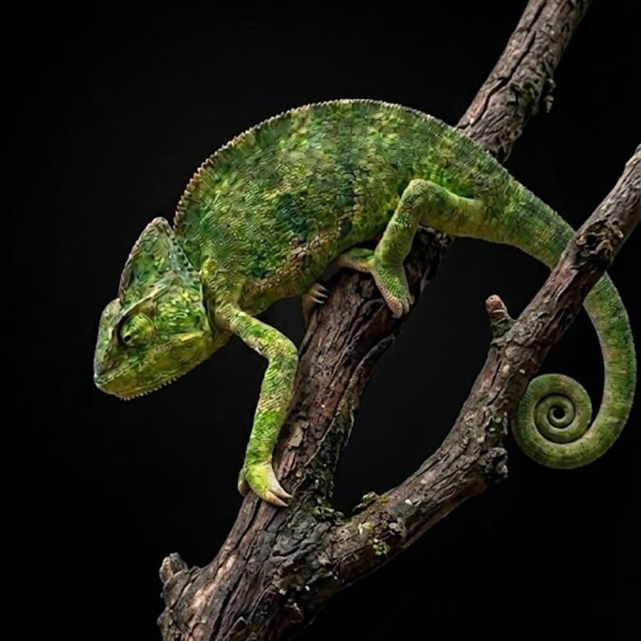 حرباء  كبيرة -  Adult Chameleons