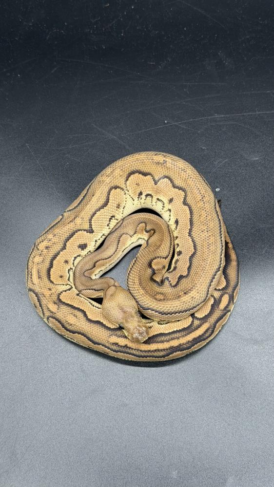 بول بايثون -Cinnamon Redstripe Clown Possible GHI