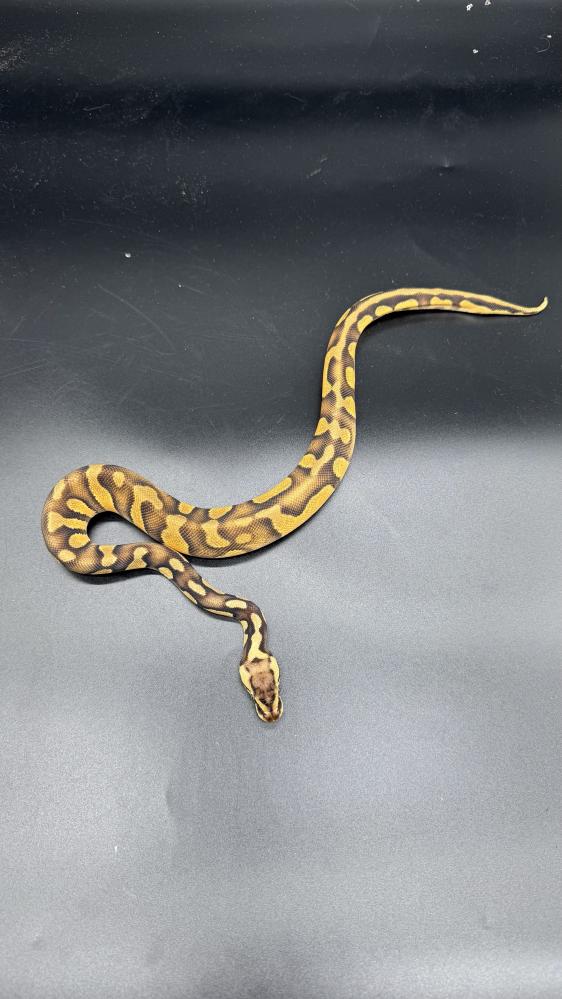 بول بايثون -pastel enchi stranger