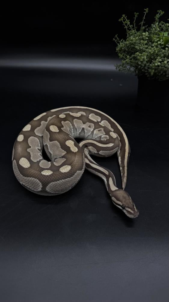 بول بايثون- Butter Desert Ghost het Genetic Stripe