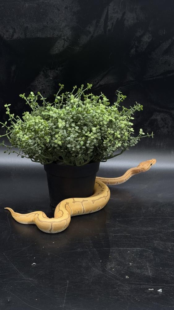 بول بايثون -Ultramel Pinstripe het Clown