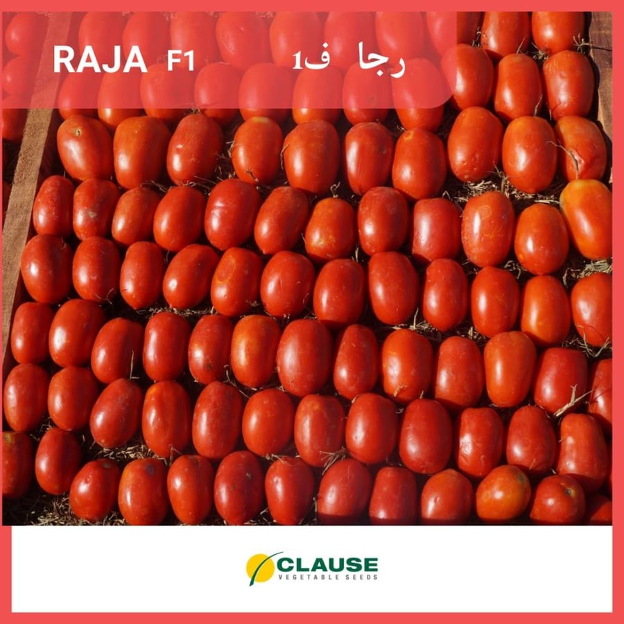 Rajaa F1 tomatoes
