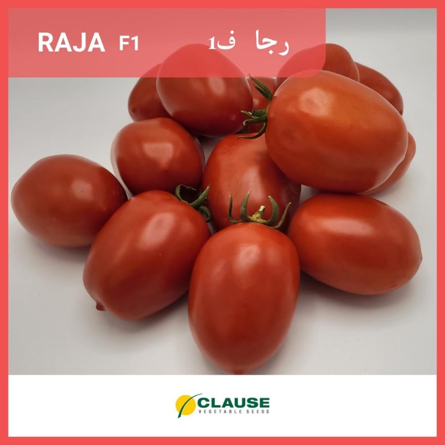 Rajaa F1 tomatoes
