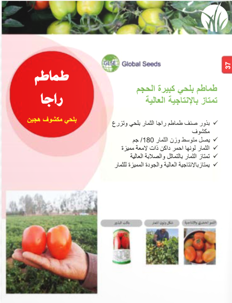 Rajaa F1 tomatoes
