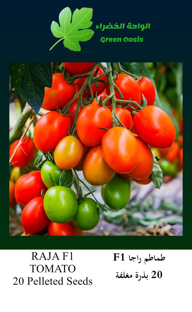 Rajaa F1 tomatoes