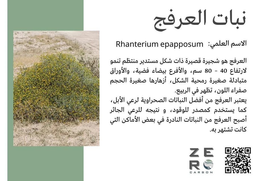 بذور العرفج