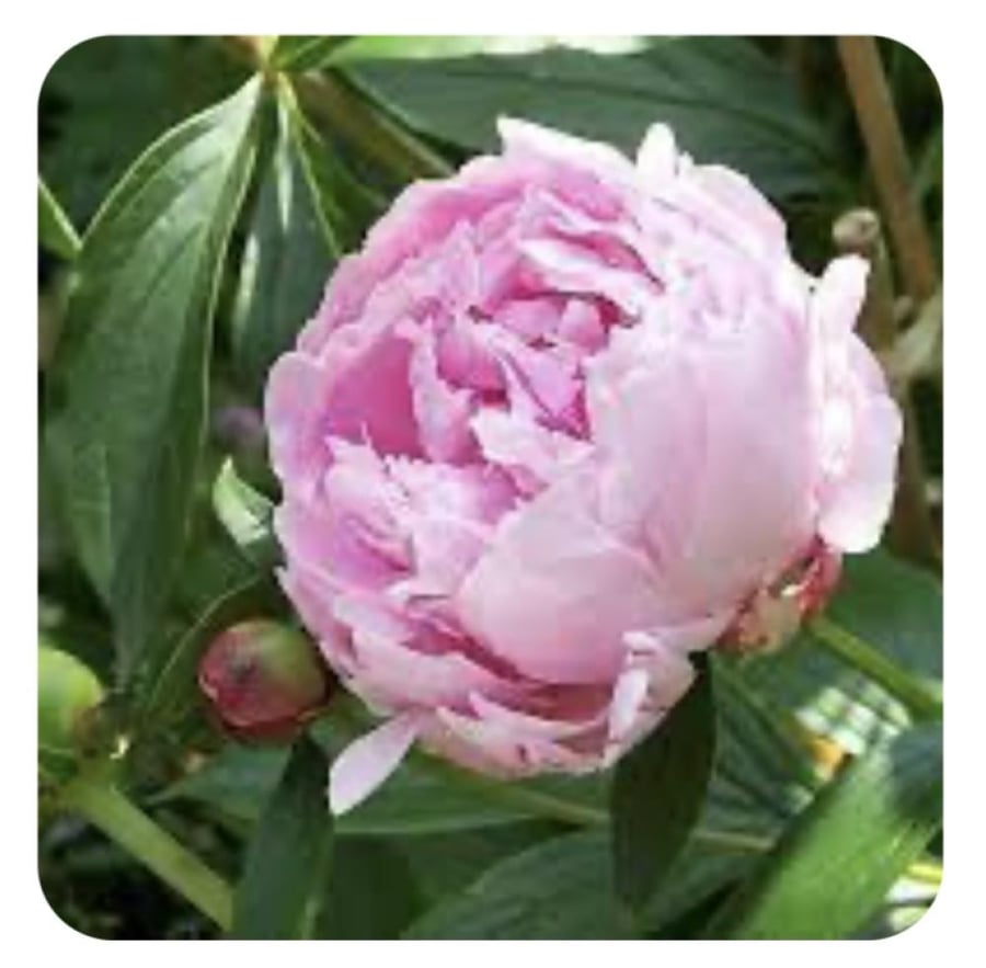 بيونيا      peony