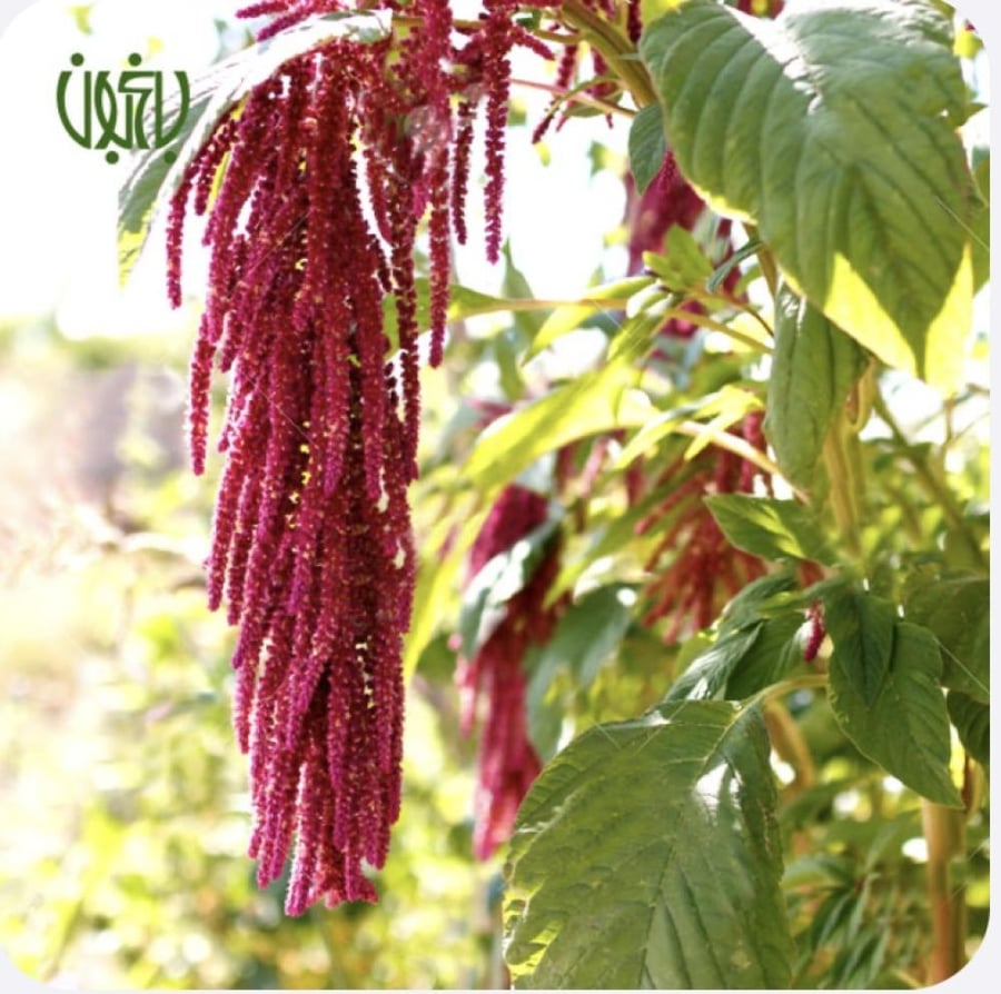 امارانتوس        Amaranthus