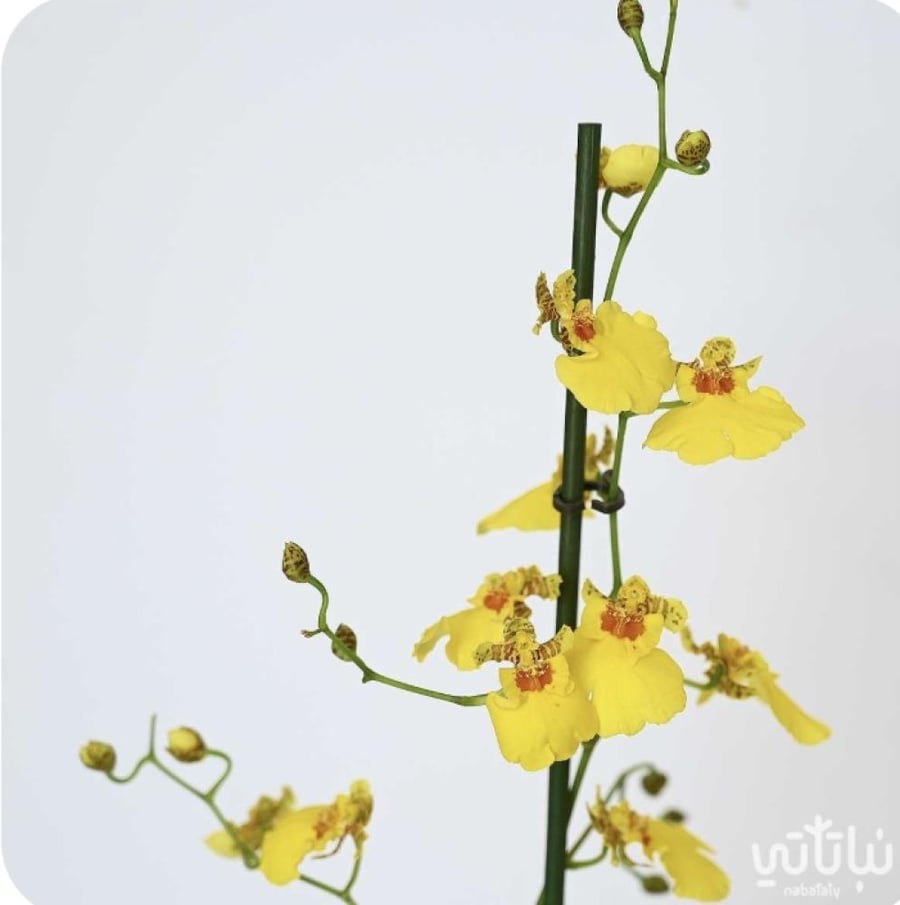 اونسيديوم    oncidium