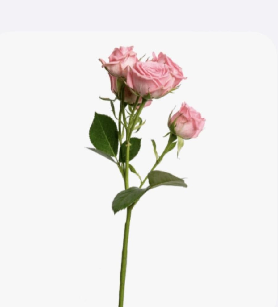 بيبي روز كينى   baby rose