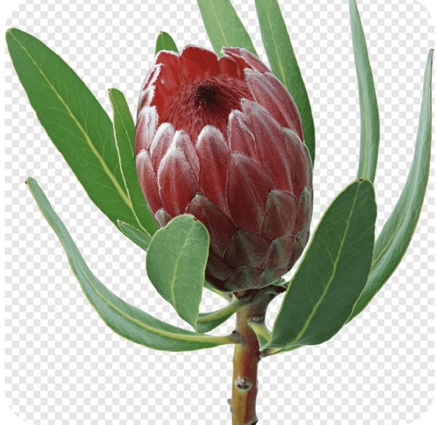 بروتيا      protea