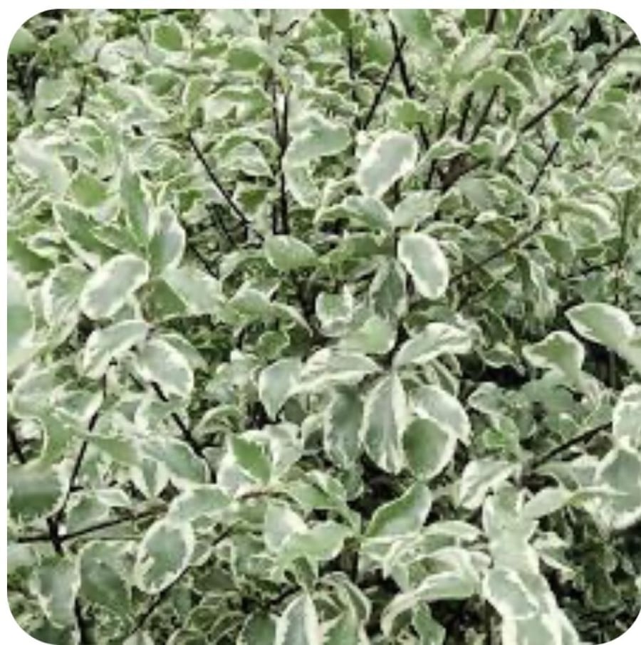 بتسفوريوم  pittosporum