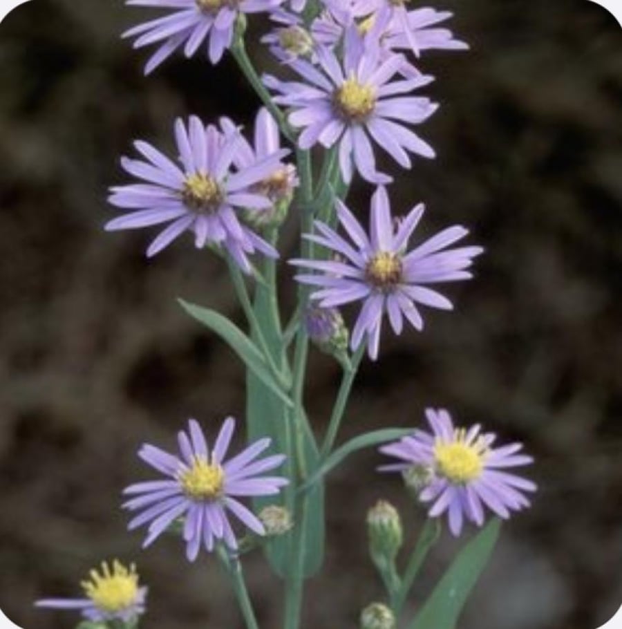 استر   aster