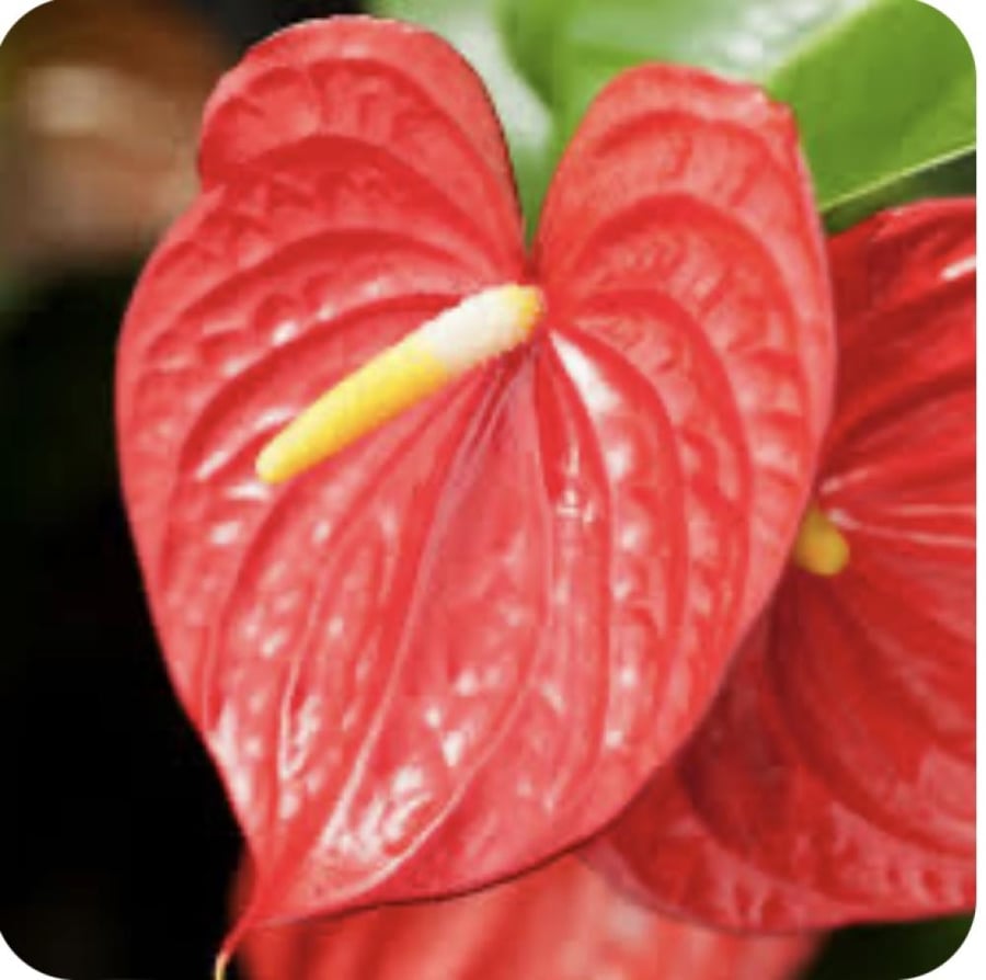 انتريوم     anthurium