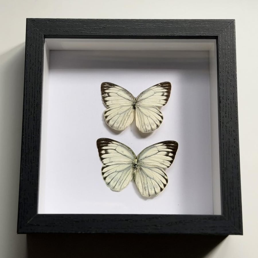 Preserved butterfly 17