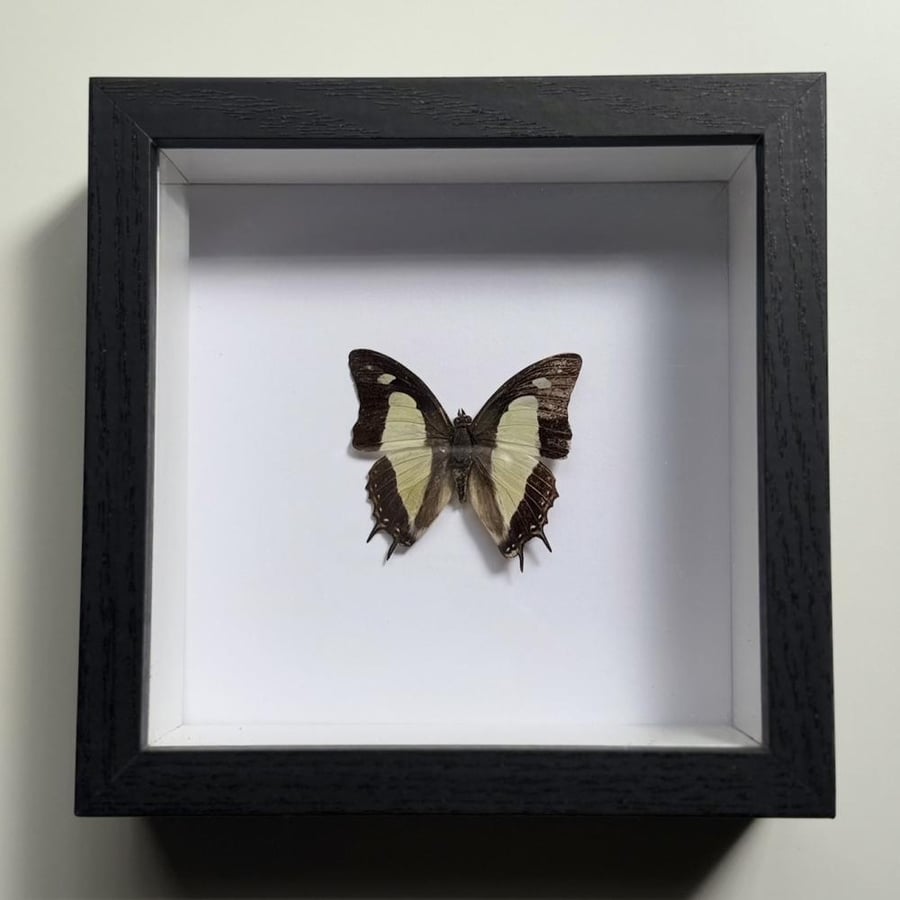Preserved butterfly 9